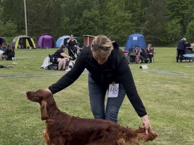 Irish Setter