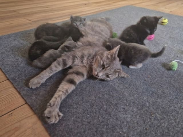 Burma/Norsk skogkatt · Lönsboda · Felicia M.