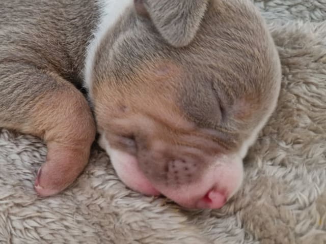 American bully