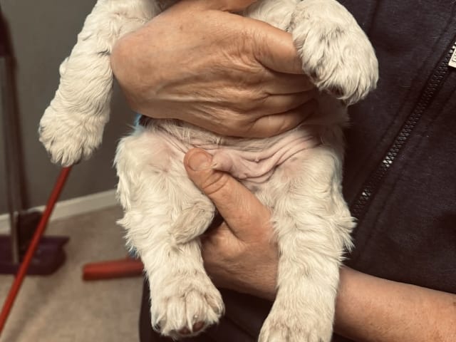 English Springer Spaniel