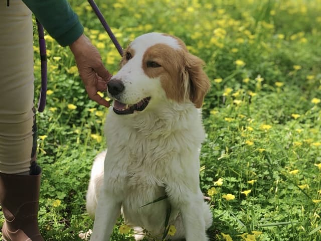 Maremma Abruzzese Sheepdog · Julita · Henrik E.