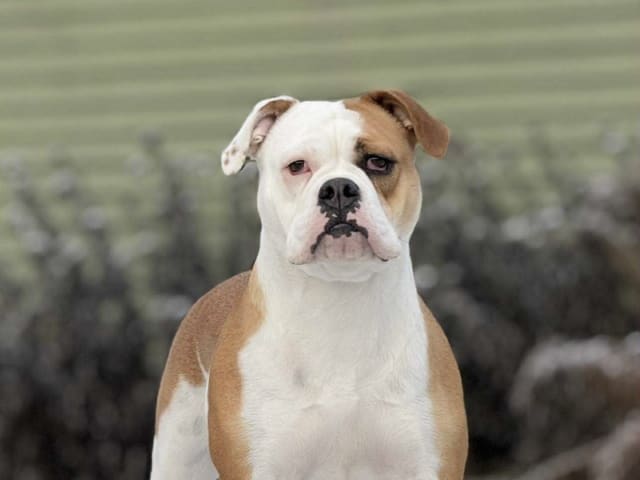 Continental Bulldog