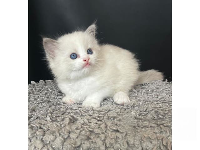Ragdoll · Bollebygd · S*Admire's