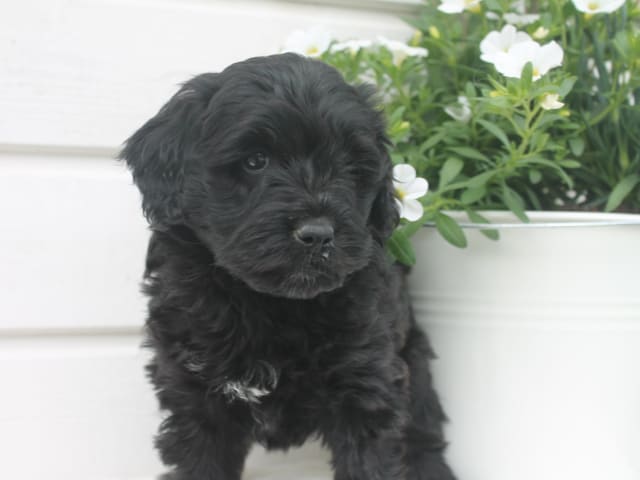 Aussiedoodle