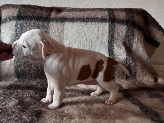 American Staffordshire Terrier · Köping · Hannah Östensson Lindqvist