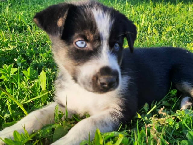 Alaska husky · Trångsviken · Markus E.