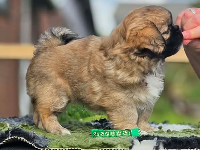 Tibetansk spaniel · Vesløs · Amtofts Kær