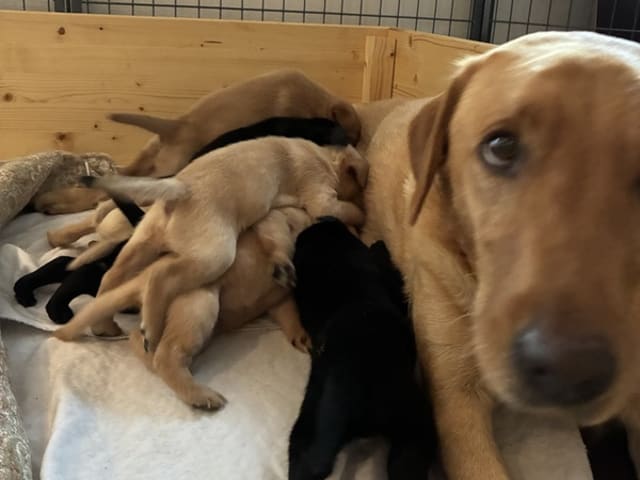 Labrador retriever