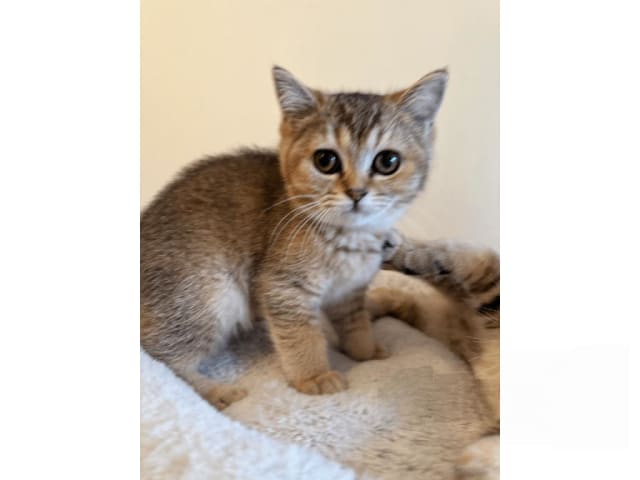 British Shorthair · Skövde · SE*Britessa