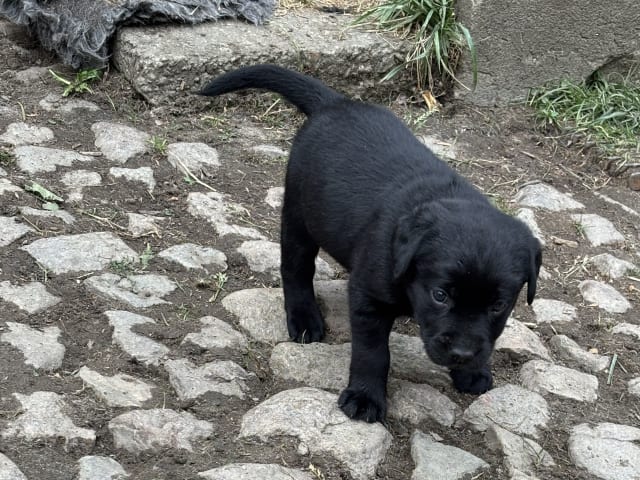 Labrador retriever · Lövestad · Sheep Trix