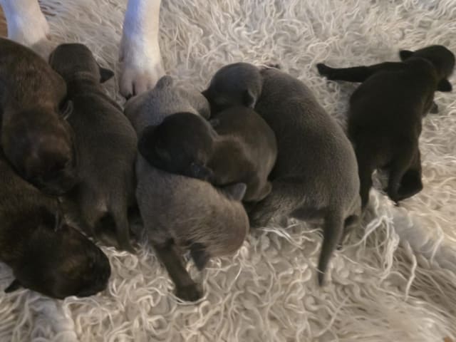 Staffordshire bull terrier · Hökerum · Juan José R.