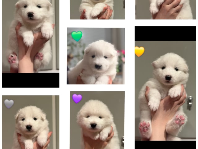 Samoyed