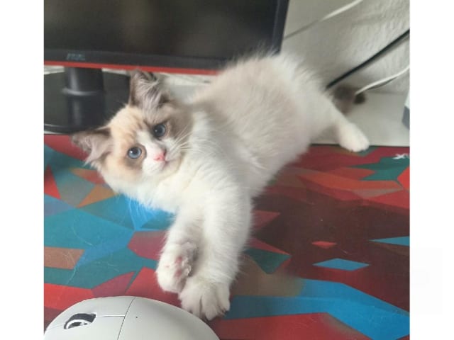 Ragdoll · Anderslöv · S*Earth Angel's