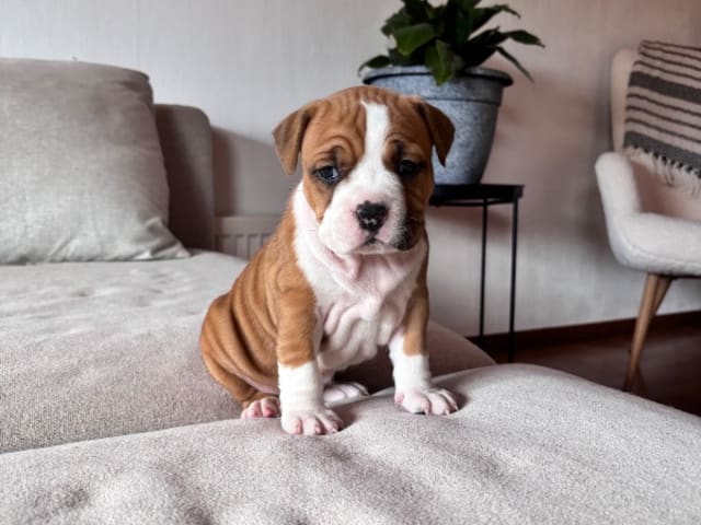 American Staffordshire Terrier · Köping · Hannah Östensson Lindqvist