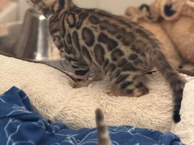 Bengal