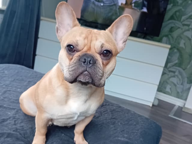 French Bulldog