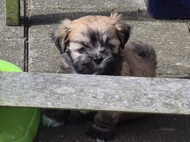 Lhasa apso