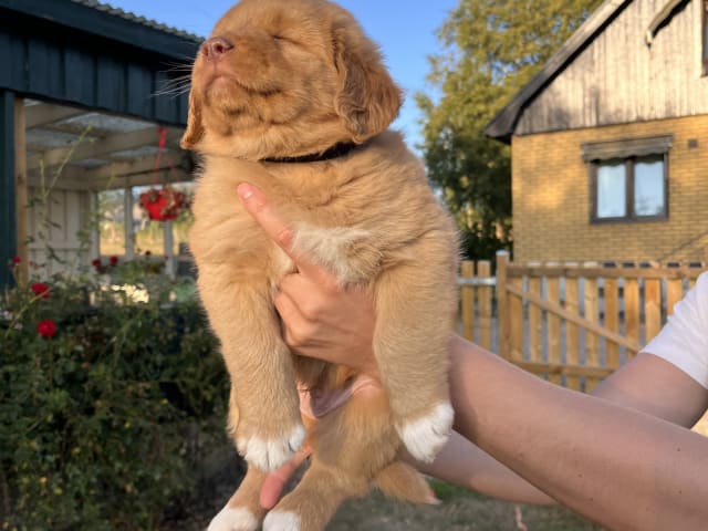 Nova Scotia Duck Tolling Retriever