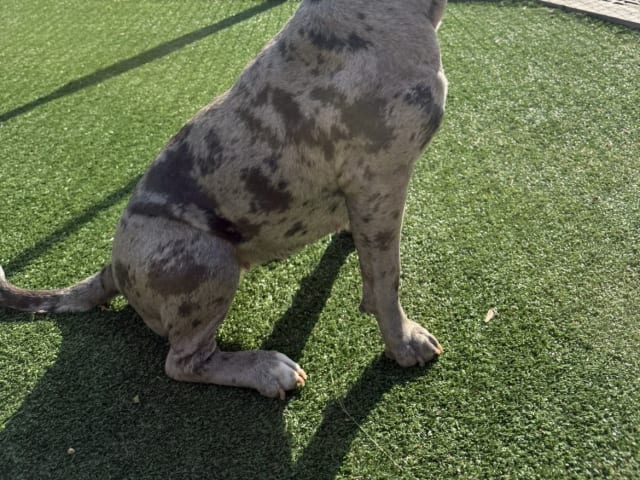 American bully · Västra Frölunda · Miranda T.