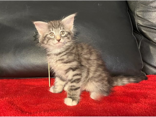 Norsk skogkatt
