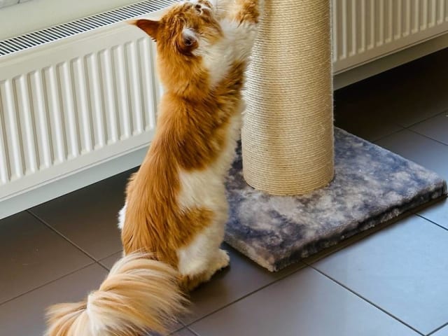 Maine Coon · Västra Frölunda · Jesper M.