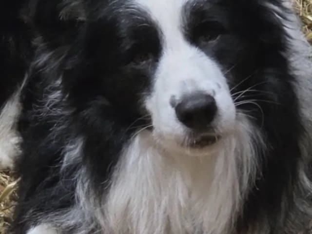Border Collie · Hjørungavåg · Tor Atle Valderhaug