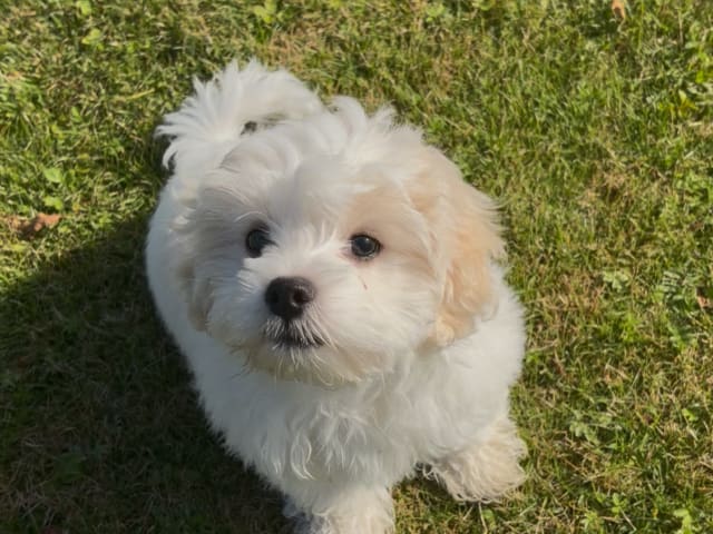 Maltipoo · Lidköping · Shkurta N.