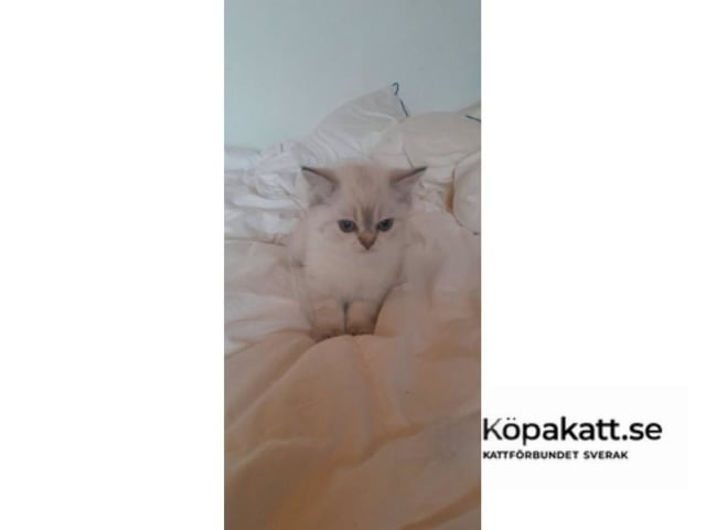 Britisk korthår · Bjärnum · SE*UlriPops