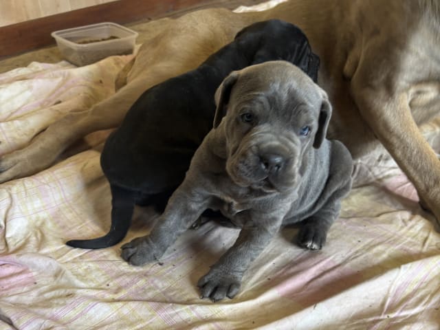 Cane Corso