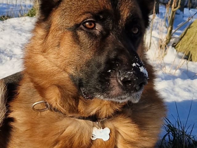 Schæferhund · Svedala · Åsa K.