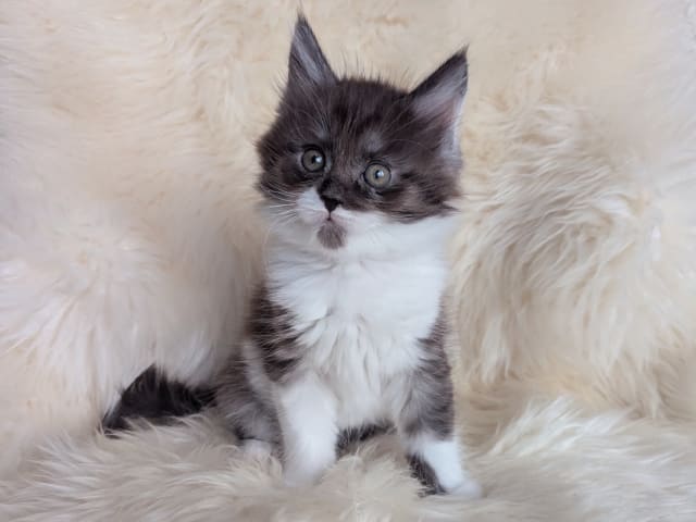 Maine Coon