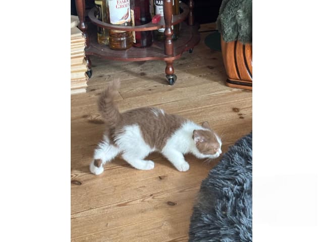 British Shorthair · Strängnäs · S*Pärlugglan's