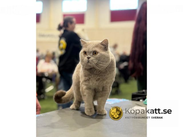 Brittiskt korthår · Vellinge · SE*Brikanens