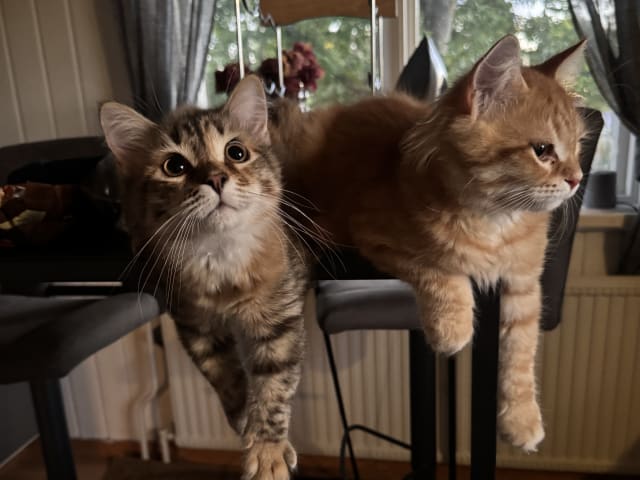 Sibirisk katt · Årsunda · William A.
