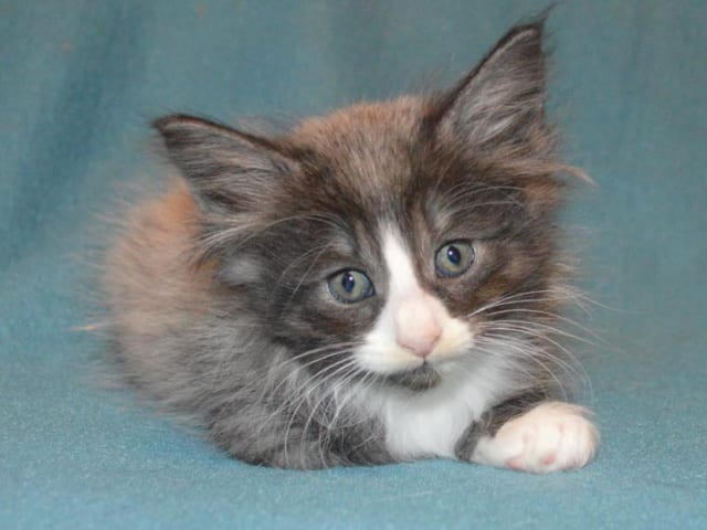 Norwegian Forest
