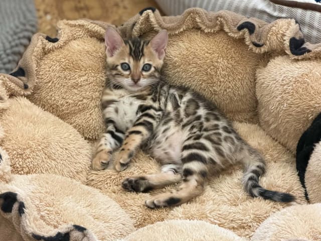 Bengal