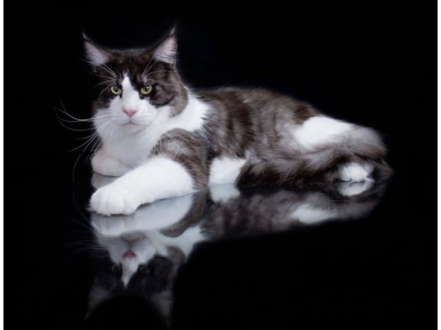 Maine Coon · Motala · SE*Knäkattens