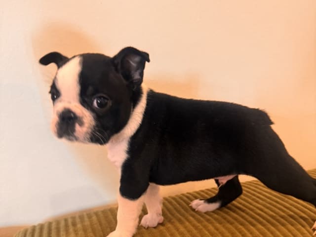 Boston terrier
