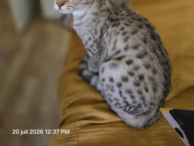 Ocicat · Uppsala · S*John-Johns