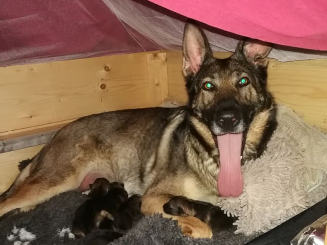Tysk Schäferhund · Gjerlev J · Annette Dorit Nielsen