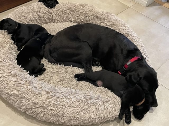 Labrador Retriever · Sønderborg · Sussi Borup