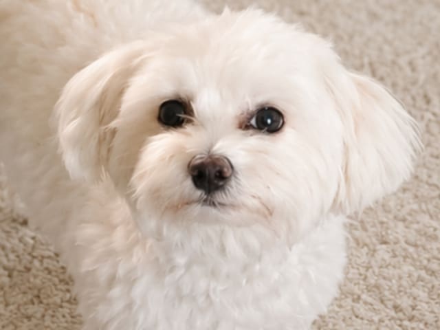 Maltipoo · Torshälla · Maltipoo