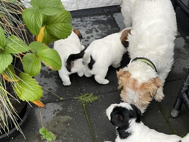 Jack Russell Terrier · Bording · Jane Lehmann
