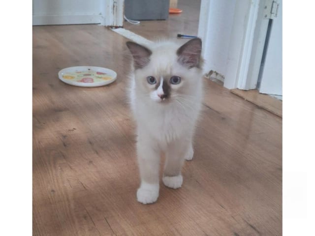 Ragdoll · Anderslöv · S*Earth Angel's