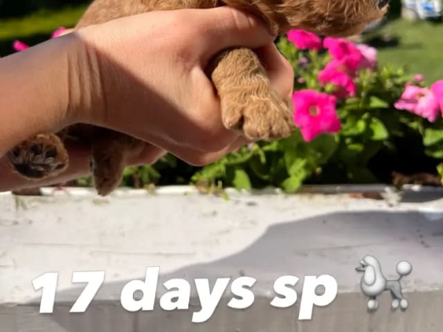 Standard Poodle · Oslo · Team Anouska