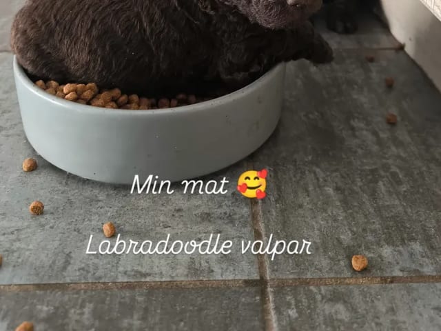 Labradoodle · Nol · Lyckliga Vovven