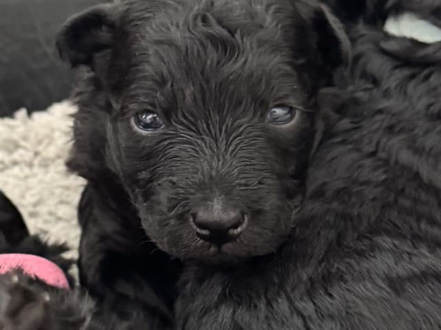 Pumi · Halmstad · Skallabackens kennel