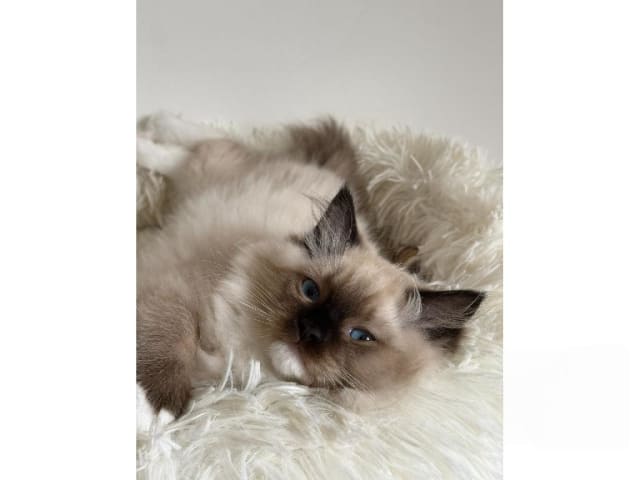 Ragdoll · Hörby · SE*Pillow Cats