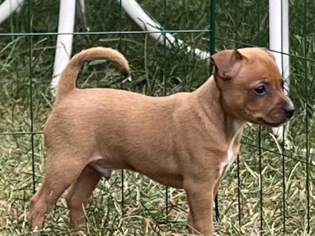 American Hairless Terrier