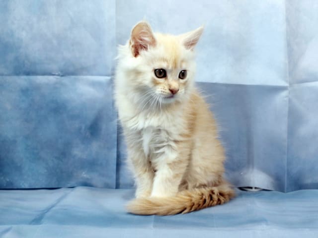 Maine Coon